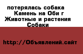 потерялась собака - , Камень-на-Оби г. Животные и растения » Собаки   